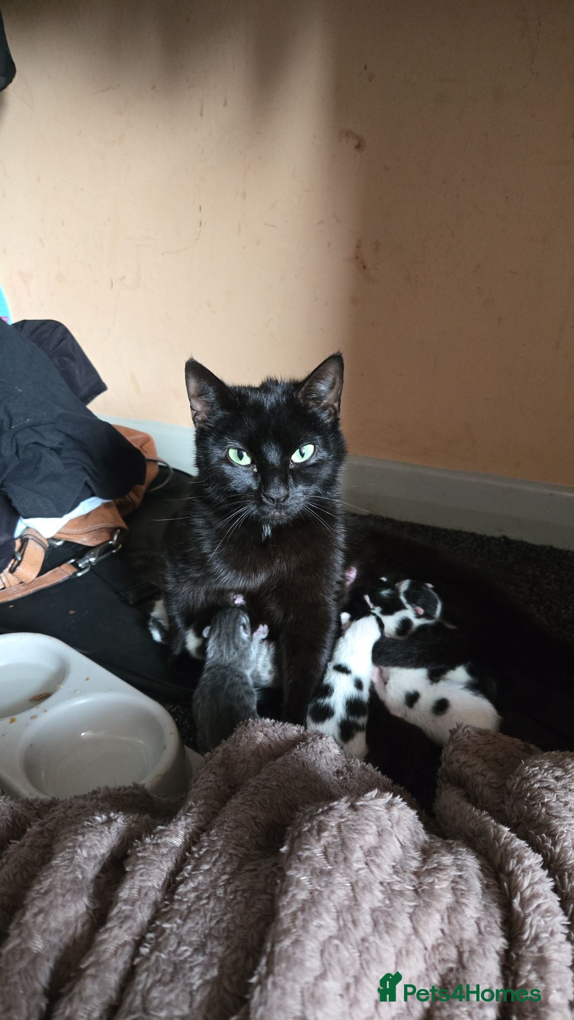 Mixed Breed cats 6 Mixed breed Kittens🐈‍⬛️🐈 - Advert 4