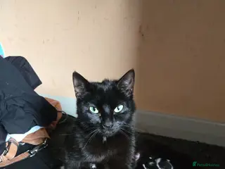 Mixed Breed cats 6 Mixed breed Kittens🐈⬛️🐈 - Advert 4