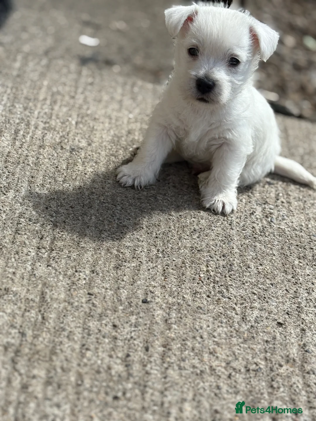 West Highland Terrier dogs for sale: WEST HIGHLAND TERRIER PUPPIES - Advert 9