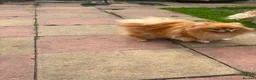 Pomeranian dogs for sale: Pomeranian  - Advert 4