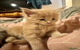 Maine Coon cats for sale: ✨Stunning Maine Coon Kittens✨ - Image 13