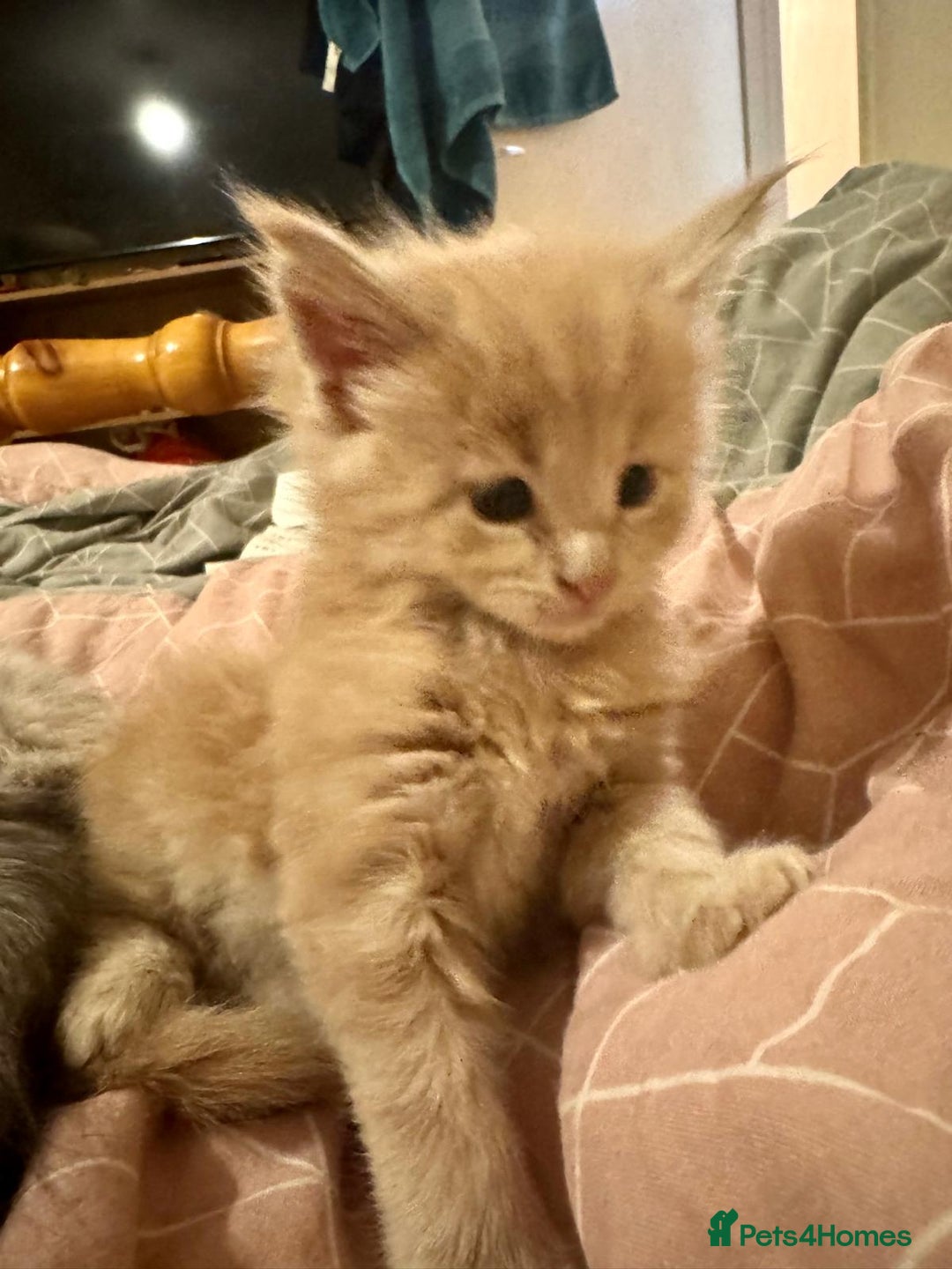 Maine Coon cats for sale: ✨Stunning Maine Coon Kittens✨ - Image 13