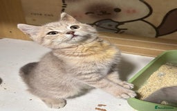 British Longhair cats for sale: Beautiful and Playful kittens - Image 13