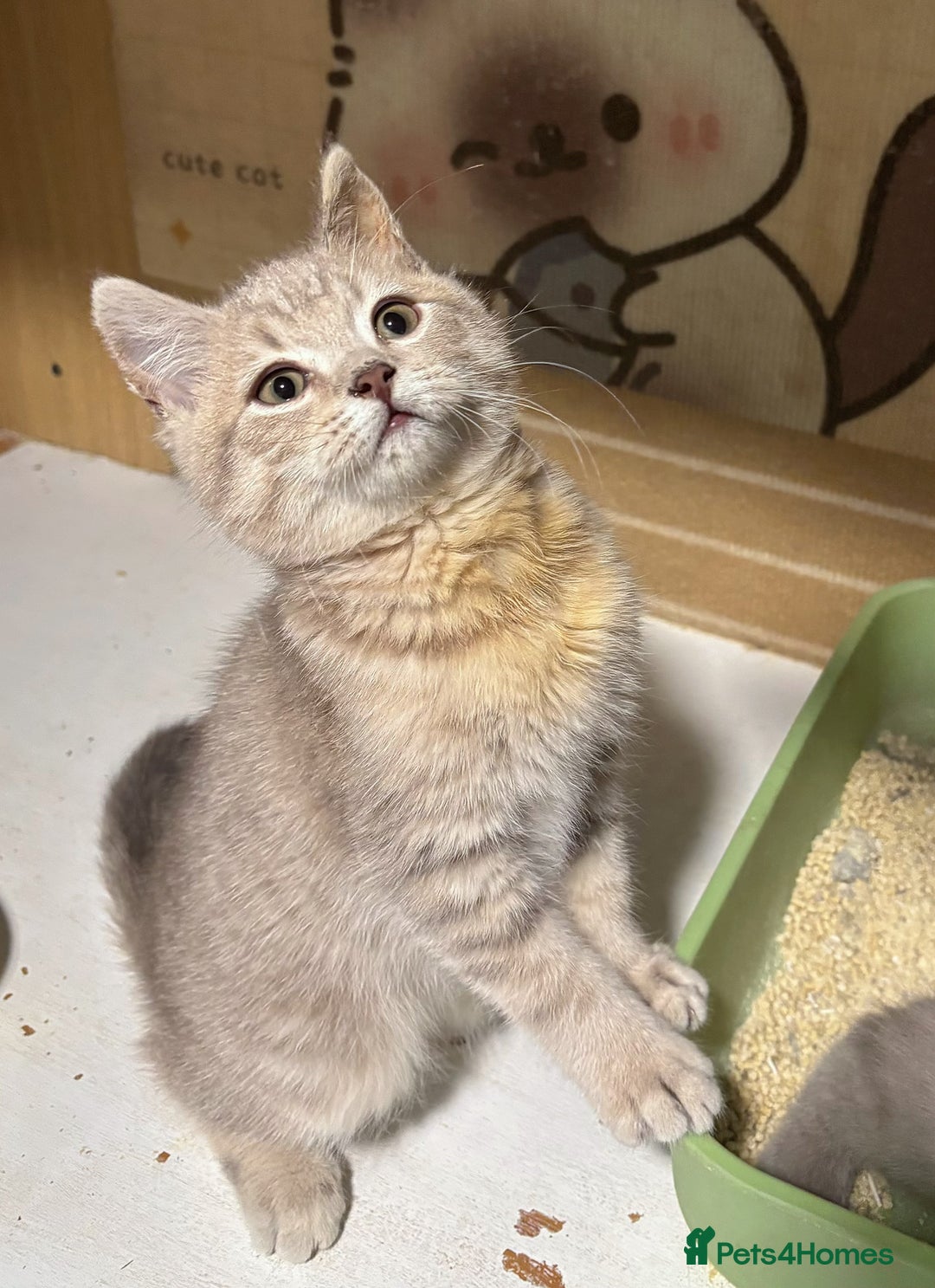British Longhair cats for sale: Beautiful and Playful kittens - Image 13