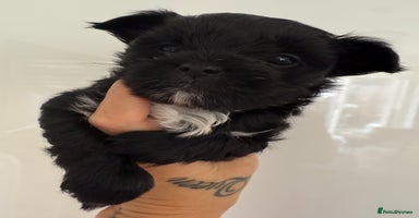 Yorkshire Terrier dogs - Advert 1