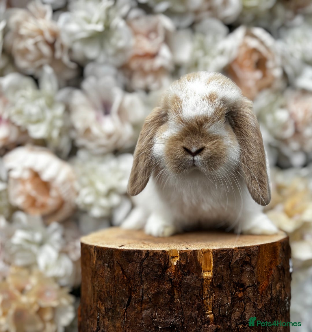 Mini Lop rabbits for sale: 🌟🌟 mini lop babies 🌟🌟 - Image 3