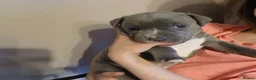 Staffordshire Bull Terrier dogs for sale: Beautiful Blue Staffordshire Bull Terrier Puppies - Advert 8