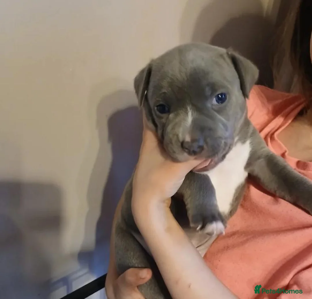 Staffordshire Bull Terrier dogs for sale: Beautiful Blue Staffordshire Bull Terrier Puppies - Advert 8