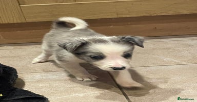 Border Collie dogs - Advert 3