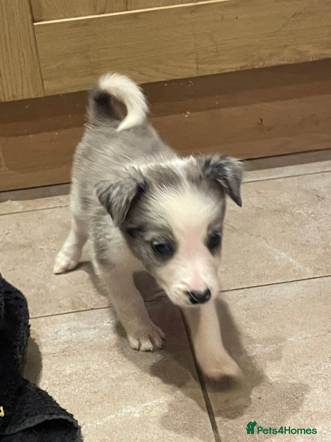 Border Collie dogs for sale: 4 Blue Merle Collie pups for sale - Image 5