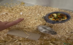 Hamster rodents for sale: Hamster - mini dwarf for sale - Image 4