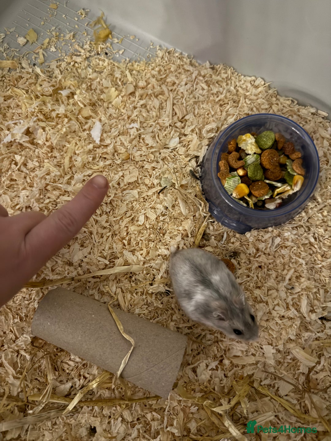 Hamster rodents for sale: Hamster - mini dwarf for sale - Image 4