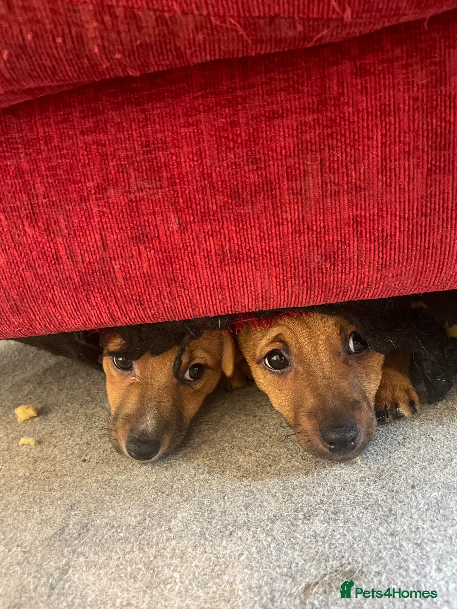 Mixed Breed dogs for sale: PomerJack puppies for sale in Aldershot - Advert 10