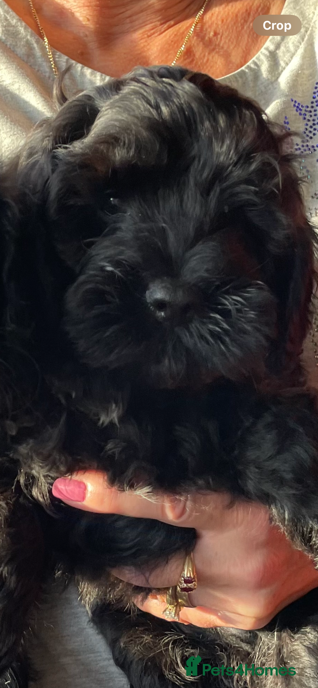 Cockapoo dogs for sale: Cockapoo Pups - Image 1