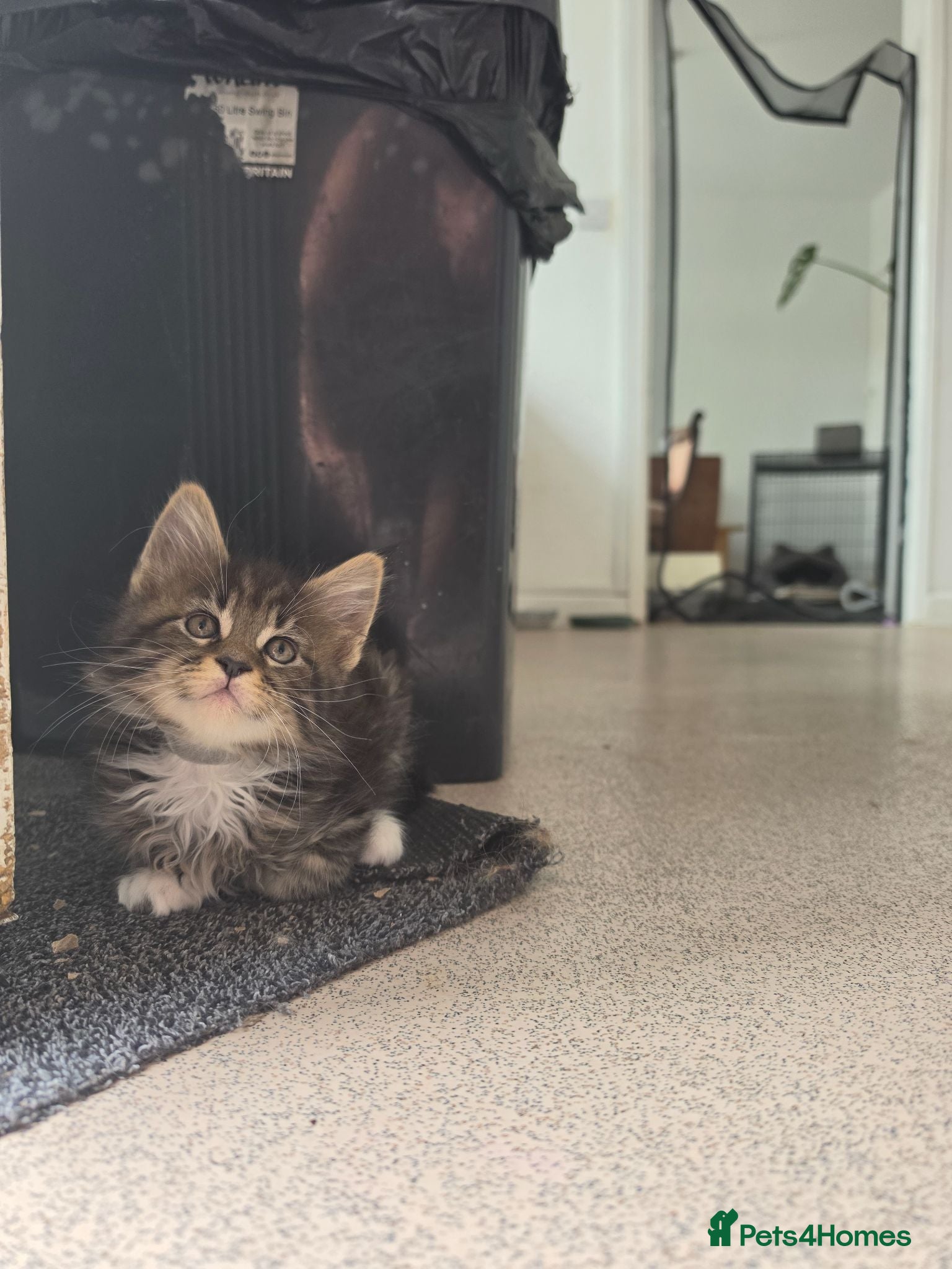 Maine Coon cats Marine Coon X kittens - Advert 16