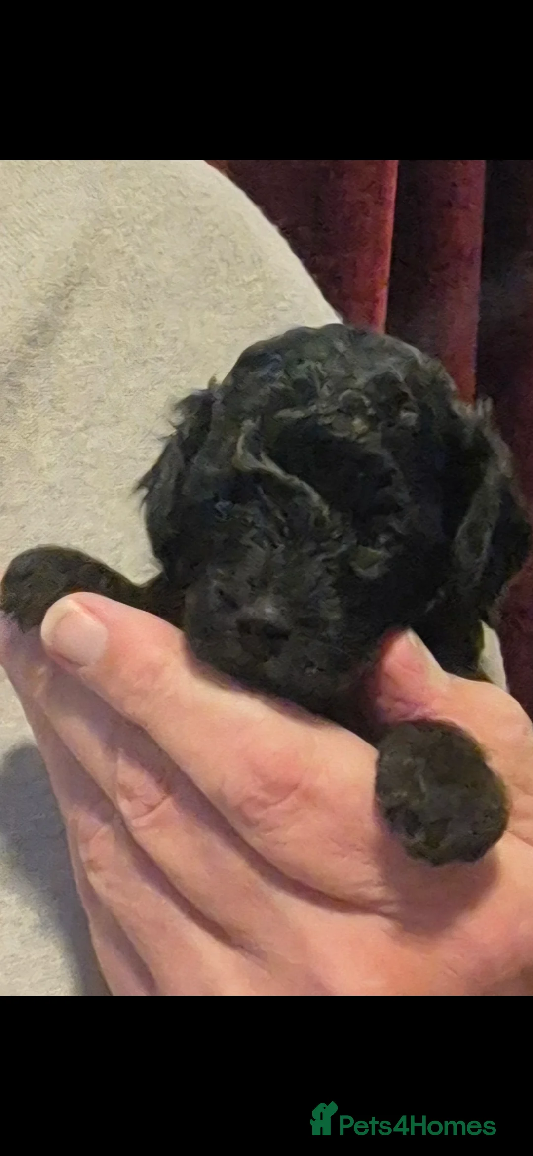 Toy Poodle dogs for sale: Toy Poodle - Advert 4