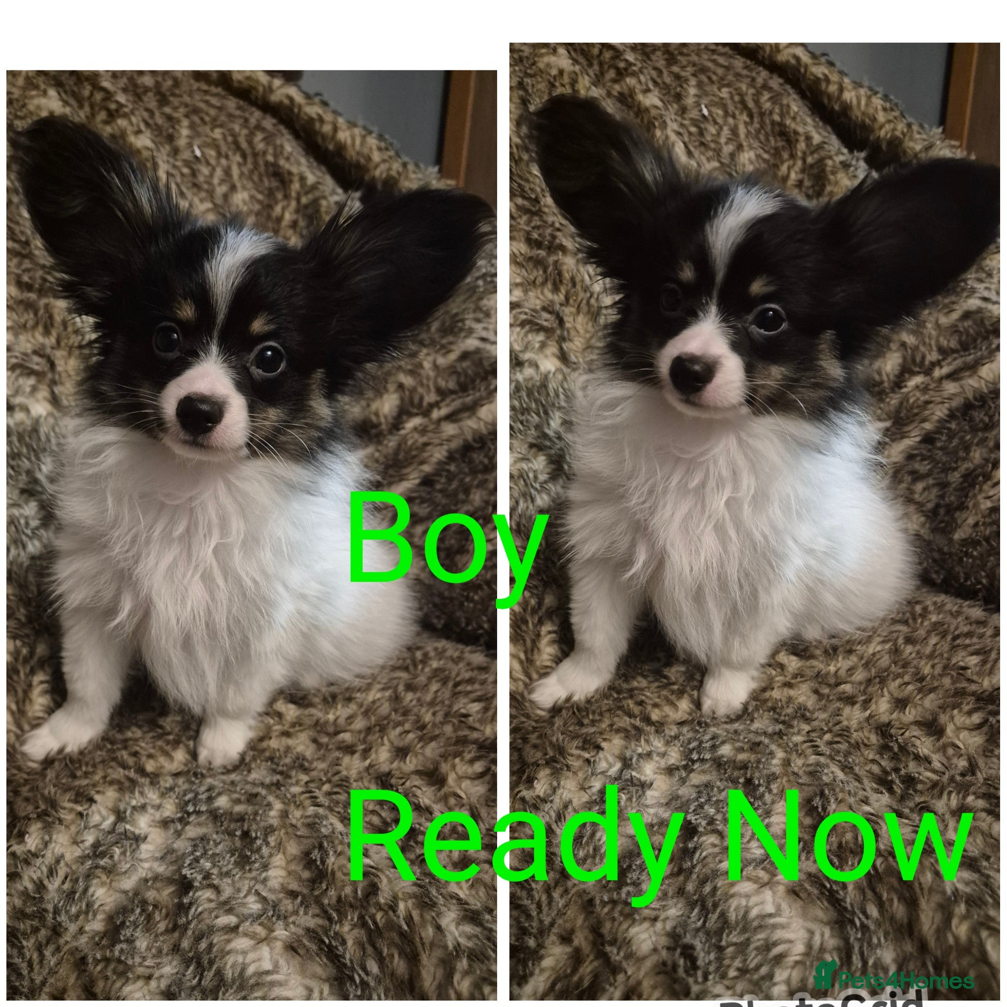 Papillon dogs Papillon puppies  - Advert 16