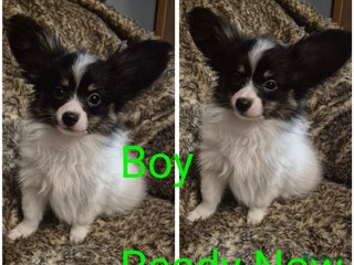 Papillon dogs Papillon puppies - Advert 11