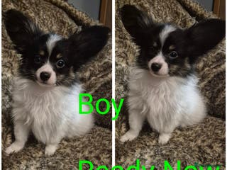 Papillon dogs Papillon puppies - Advert 1