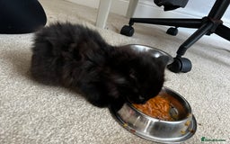 Mixed Breed cats for sale: Fluffy Mixed Breed Kittens For Sale  - Image 9