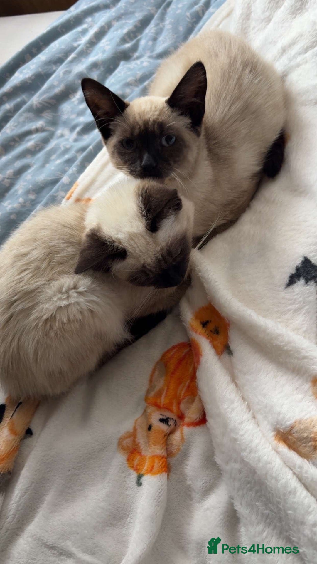 Siamese cats 2 beautiful Siamese kittens up for sale - Advert 1