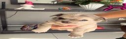 Chihuahua dogs for sale: Stunning litter of mixed Merle and Lilac fawn - Advert 4