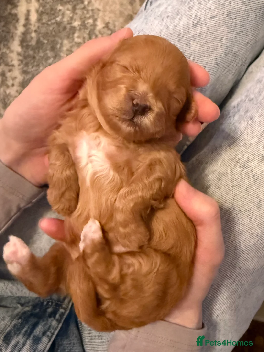 Lhasapoo dogs for sale: Lhasapoo pups (doodles) F1b  - Advert 22