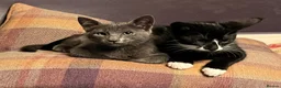 Oriental cats for sale: 9 STUNNING KITTENS - PLEASE READ DESCRIPTION!! - Advert 13