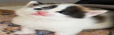 Calico female Kitten 3