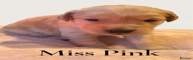 Miss Pink