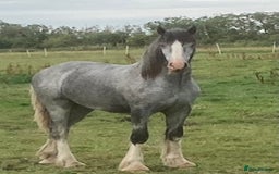 Shetland pony horses for sale: Shire grey 2 year old gelding - Image 1