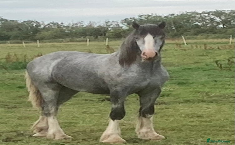 Shetland pony horses - Advert 15