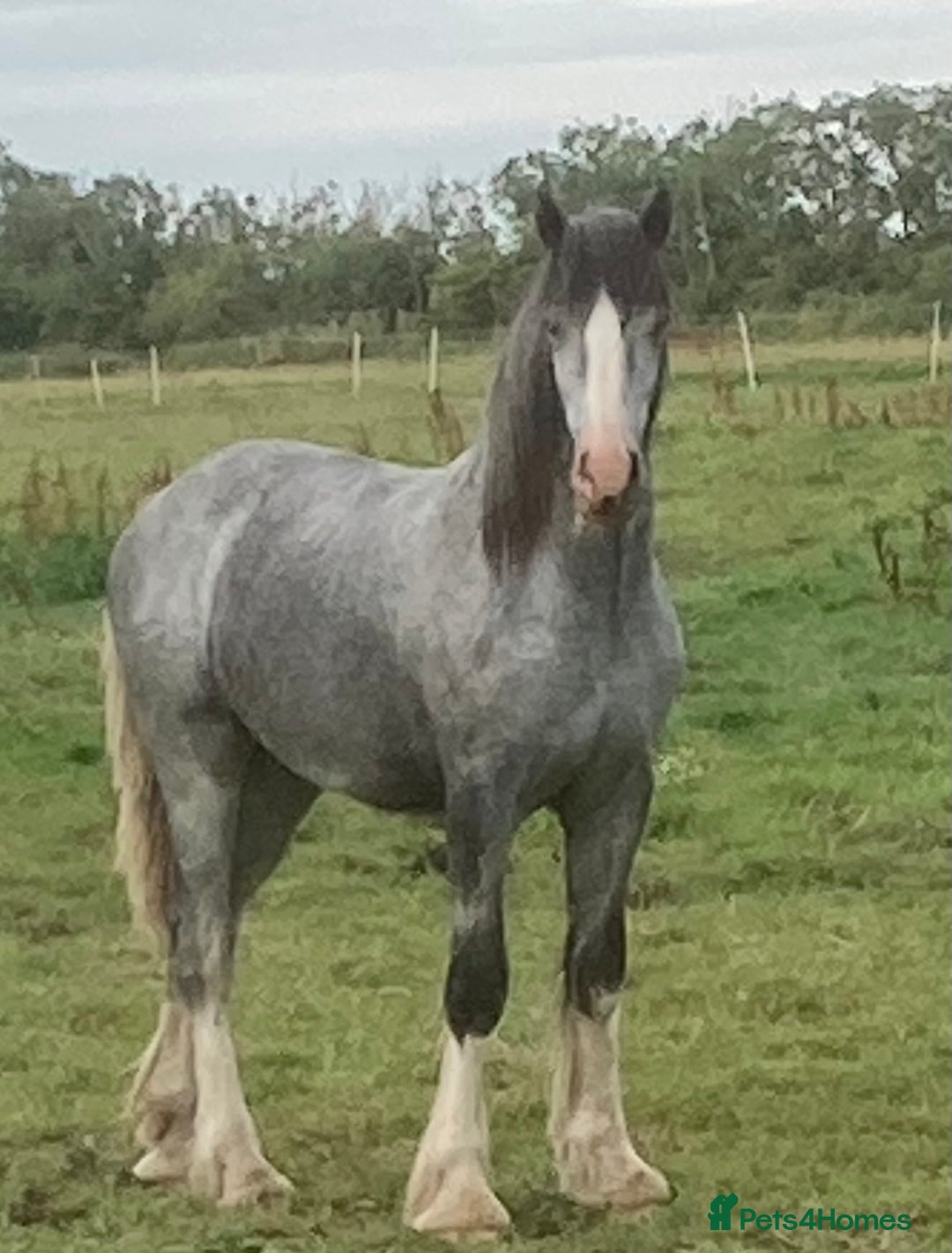 Shetland pony horses for sale: Shire grey 2 year old gelding - Image 1