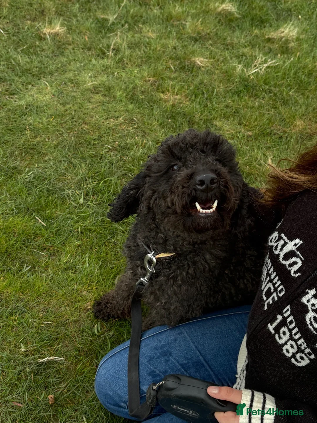 Cockapoo dogs for sale: Wilson – Cockapoo for Sale in Wigton - Advert 2