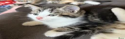 Mixed Breed cats for sale: Mixed breed kittens  - Advert 5