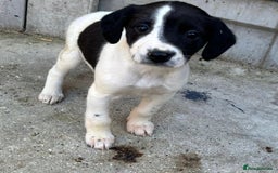 Cocker Spaniel dogs for sale: Cocker Spaniel Puppies  - Image 2