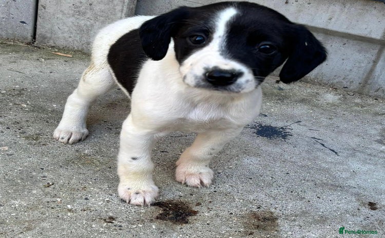 Cocker Spaniel dogs - Advert 36