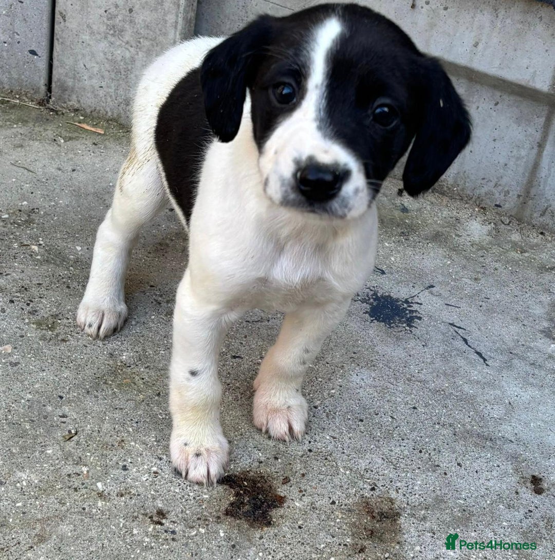 Cocker Spaniel dogs for sale: Cocker Spaniel Puppies  - Image 2