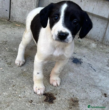 Cocker Spaniel dogs - Advert 36