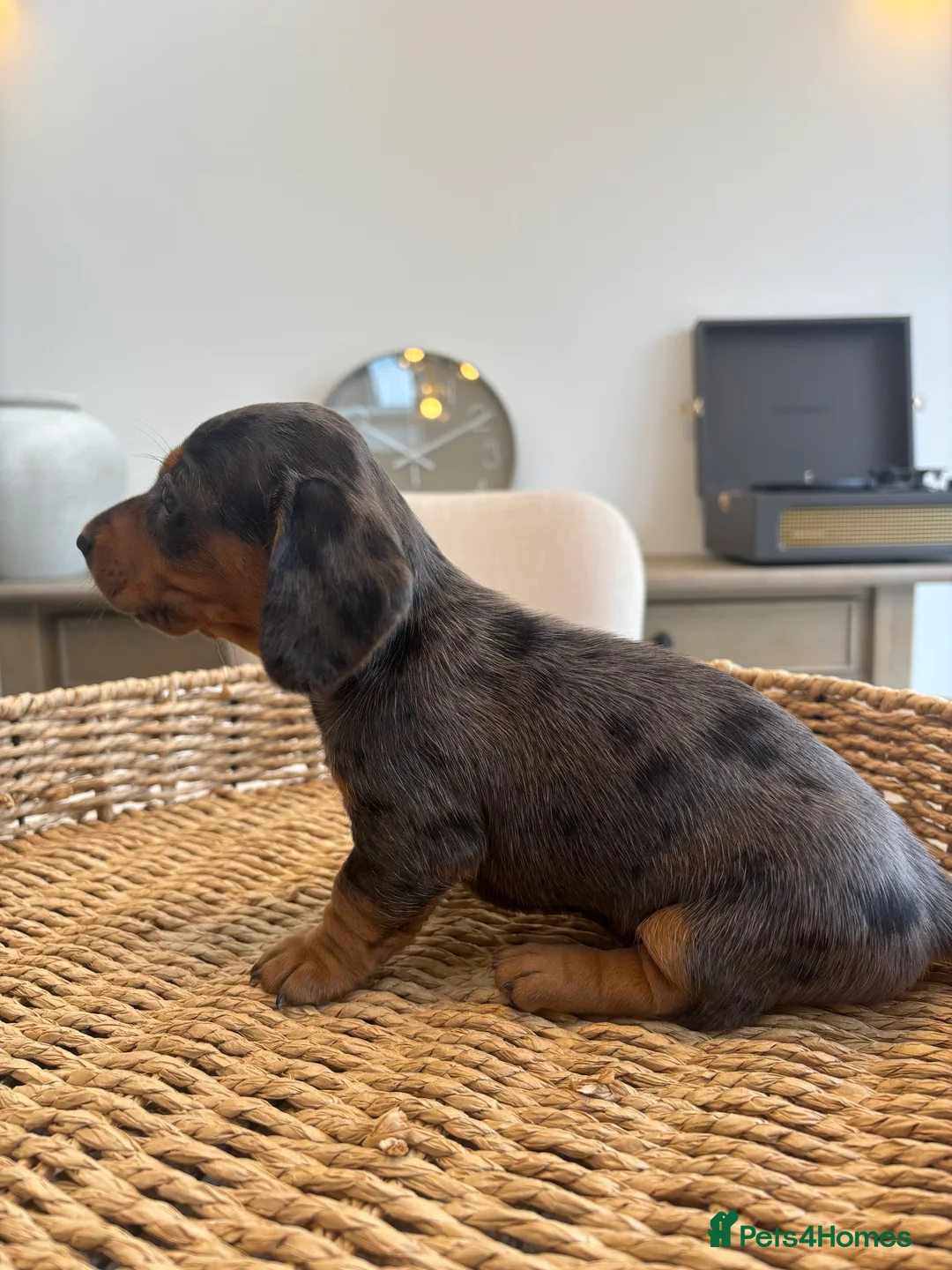Miniature Dachshund dogs for sale: Stunning litter of miniature dachshunds - Advert 2