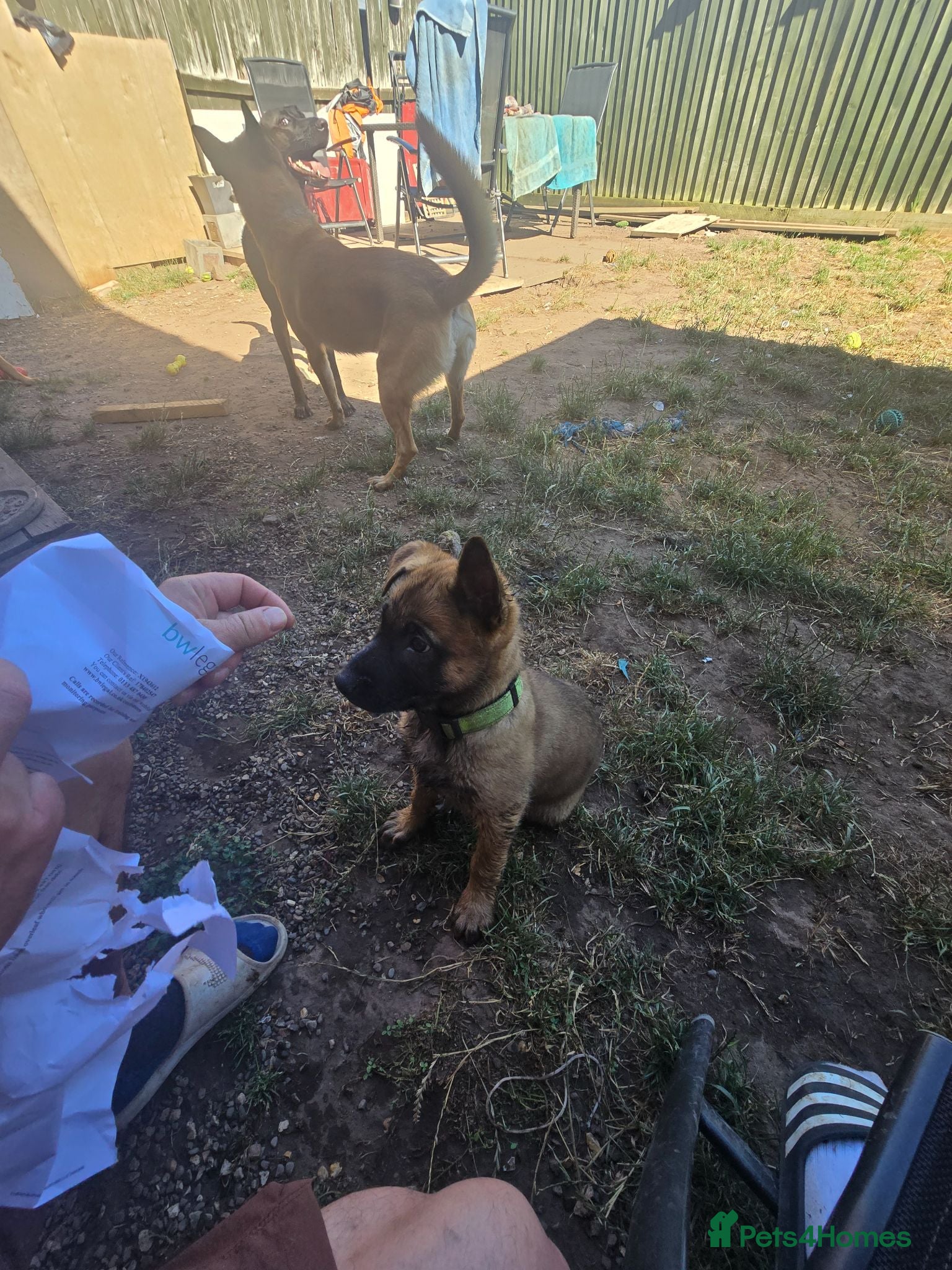 Belgian Shepherd Dog dogs 🐾 Belgian Malinois Puppies – Working Line 🐾 - Advert 1