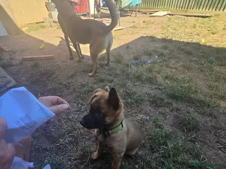 Belgian Shepherd Dog dogs 🐾 Belgian Malinois Puppies – Working Line 🐾 - Advert 1