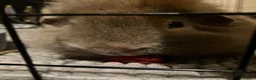 Guinea Pig rodents for sale: Two male guinea pigs  in Sandy - Advert 5