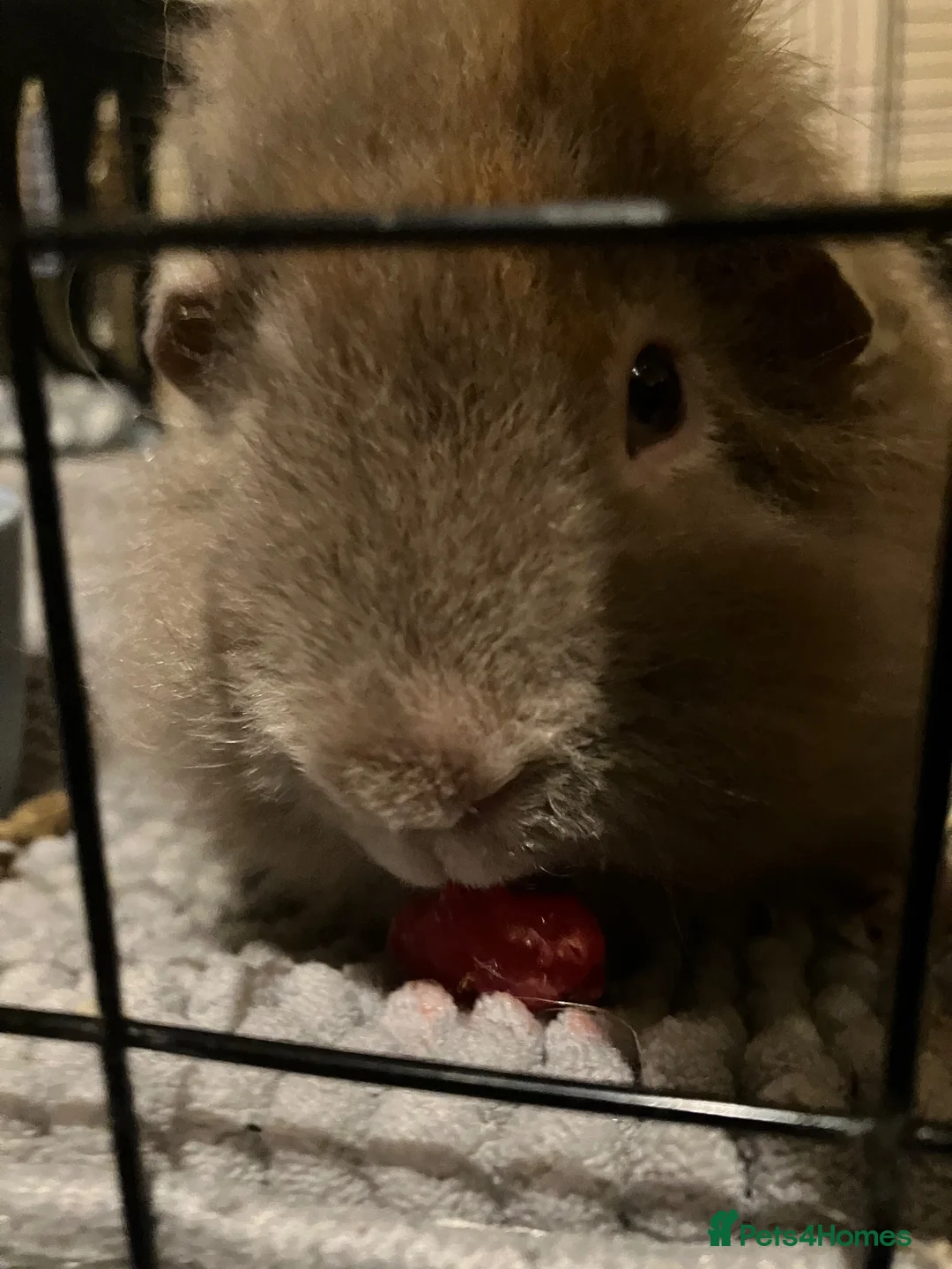 Guinea Pig rodents for sale: Two male guinea pigs  in Sandy - Advert 5