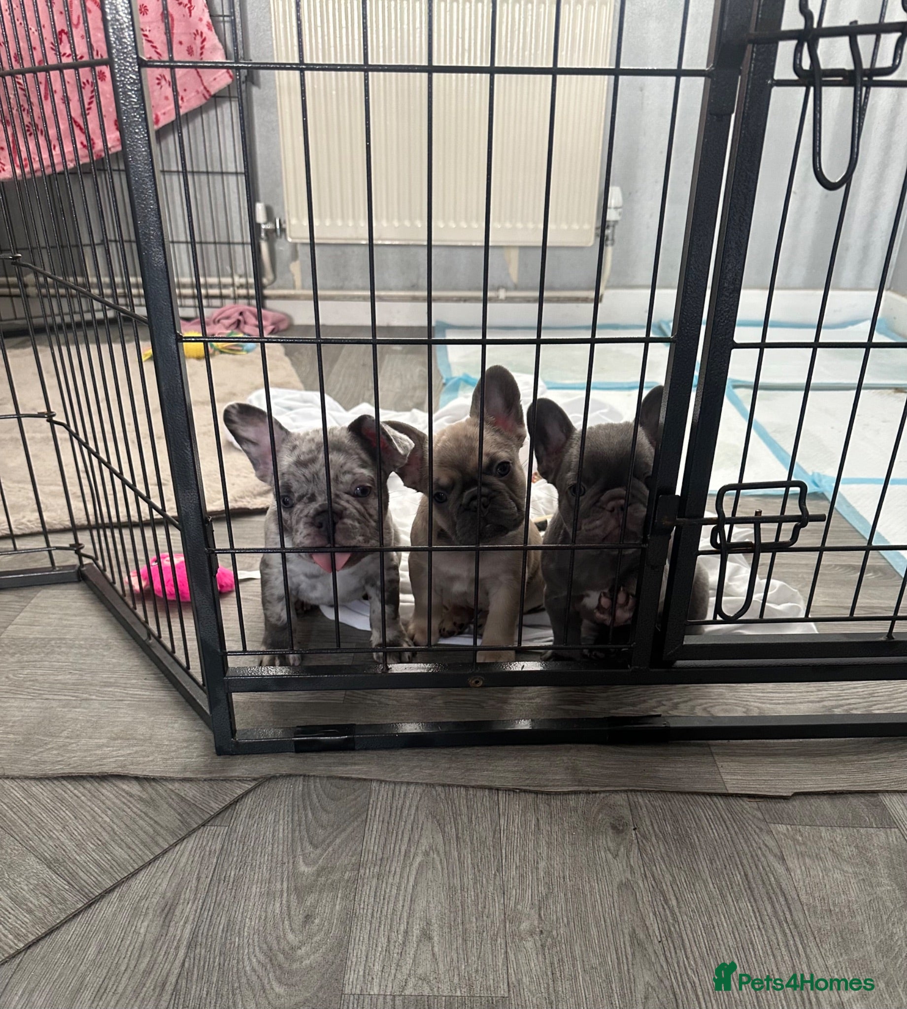 French Bulldog dogs Exotic frenchie fluffy & carriers  - Advert 1