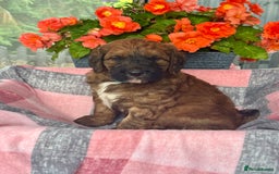 Saint Bernard dogs for sale: F1 st doodles puppies for sale - Image 1