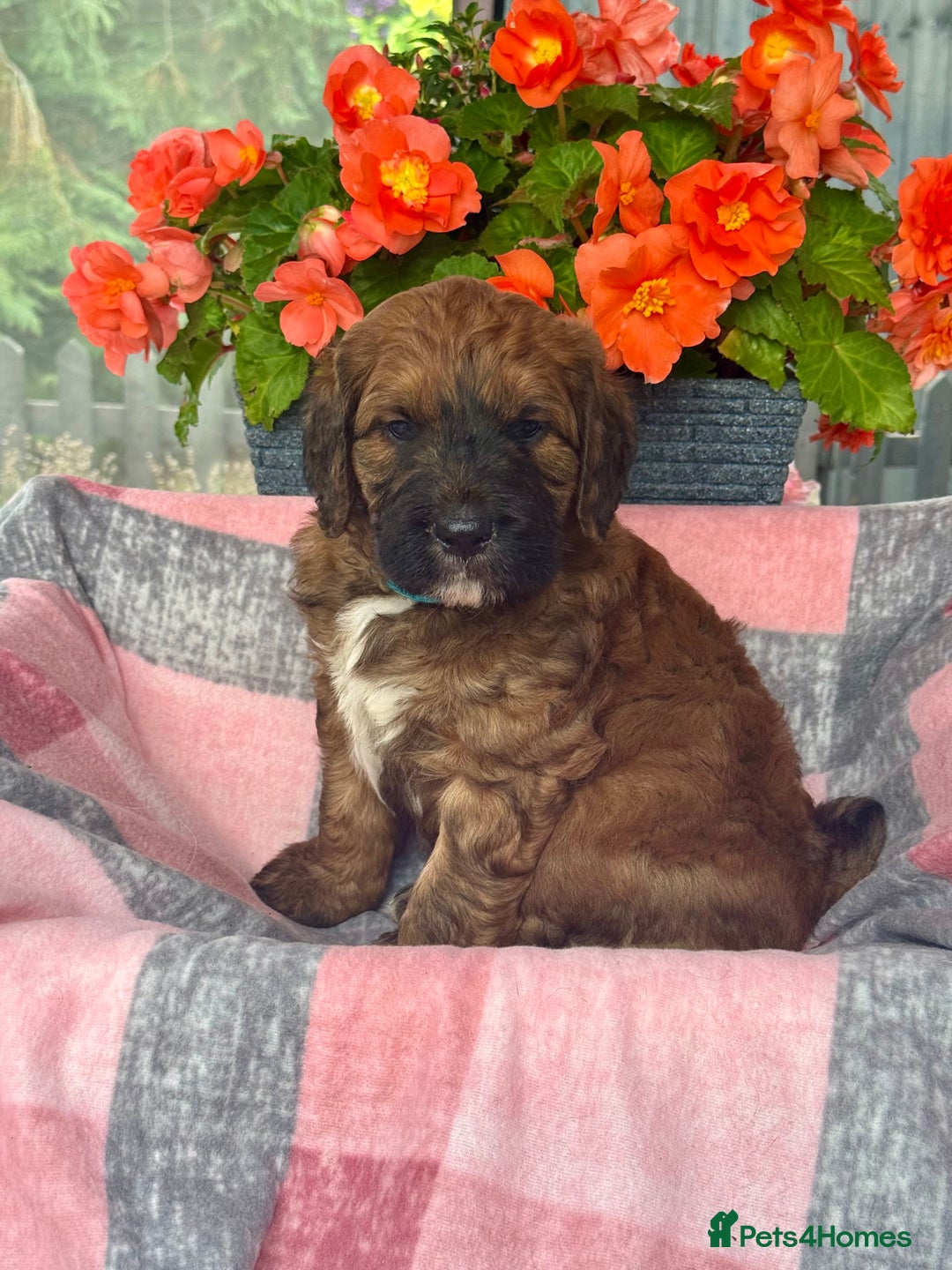 Saint Bernard dogs for sale: F1 st doodles puppies for sale - Image 1