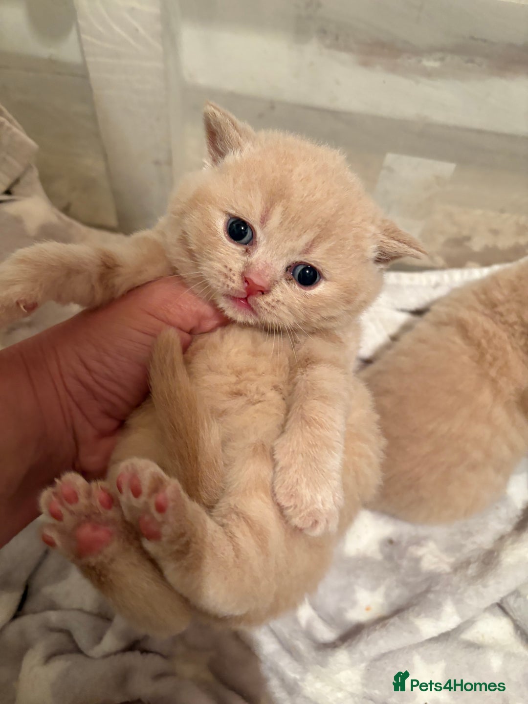 British Shorthair cats for sale: GCCF British shorthair kittens cream boys x2 - Advert 8