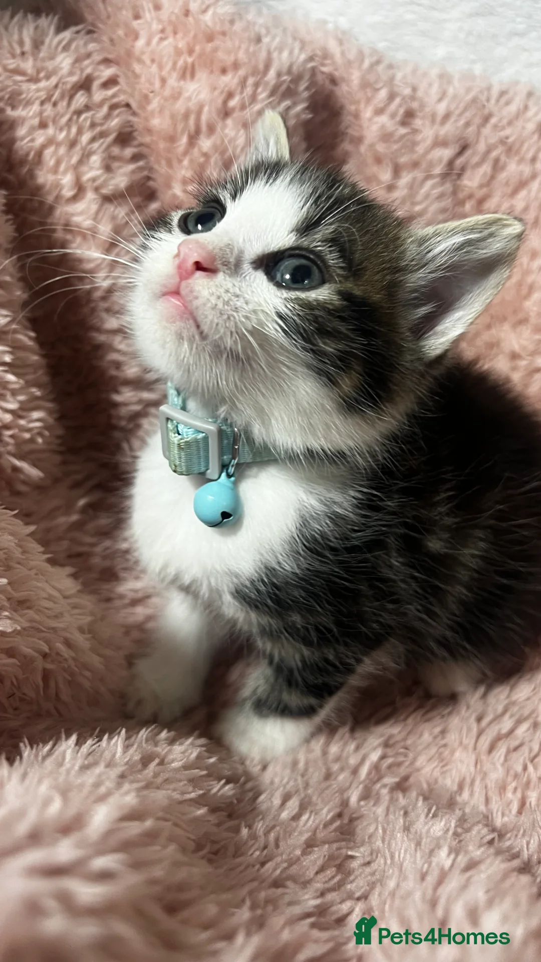 Domestic Shorthair cats for sale: Tuxedo Boy Ready To go Now❤️ - Advert 10