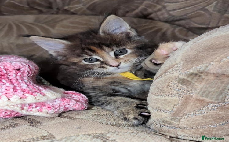 Maine Coon cats - Advert 4